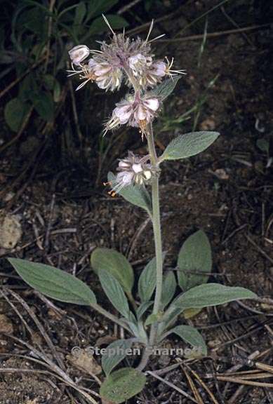 phacelia hastata 1 graphic